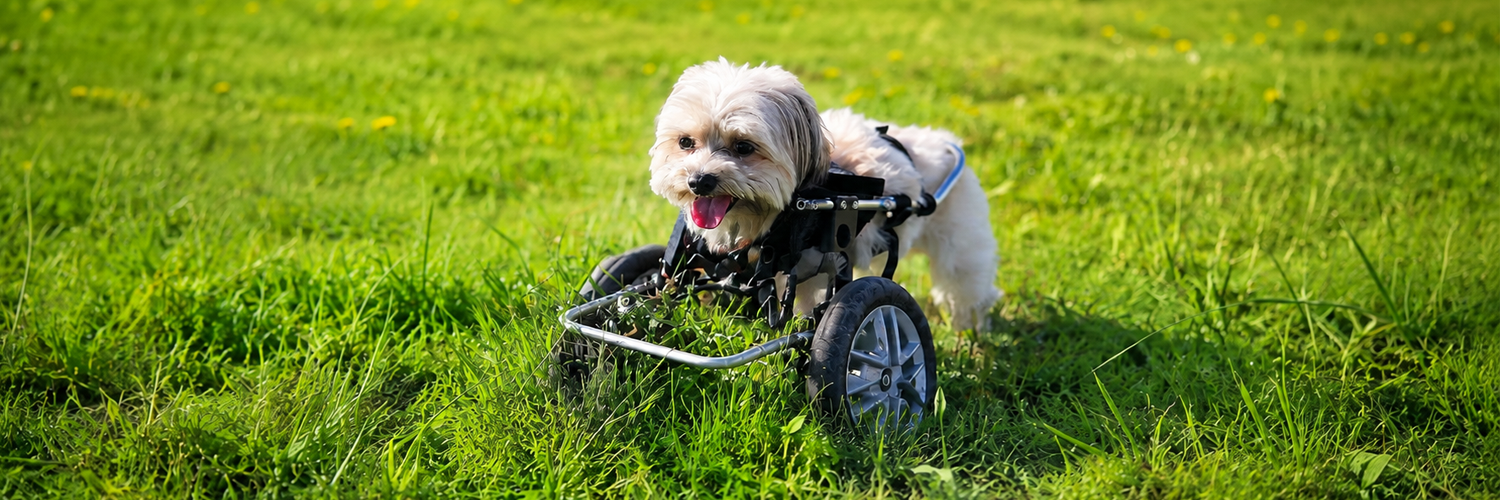 Noel rolling through a sunny meadow in his wheelchair